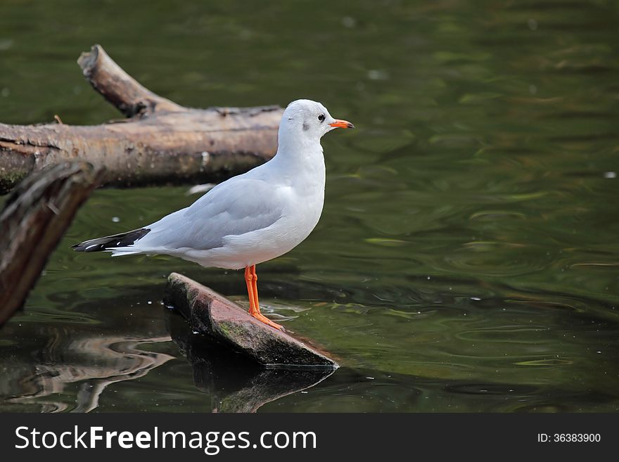 The Black-headed Gull (Chroicocephalus ridibundus) is a small gull which breeds in much of Europe and Asia, and also in coastal eastern Canada.