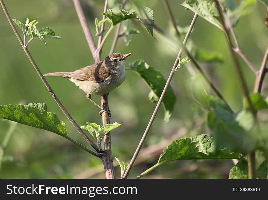 The Common Whitethroat