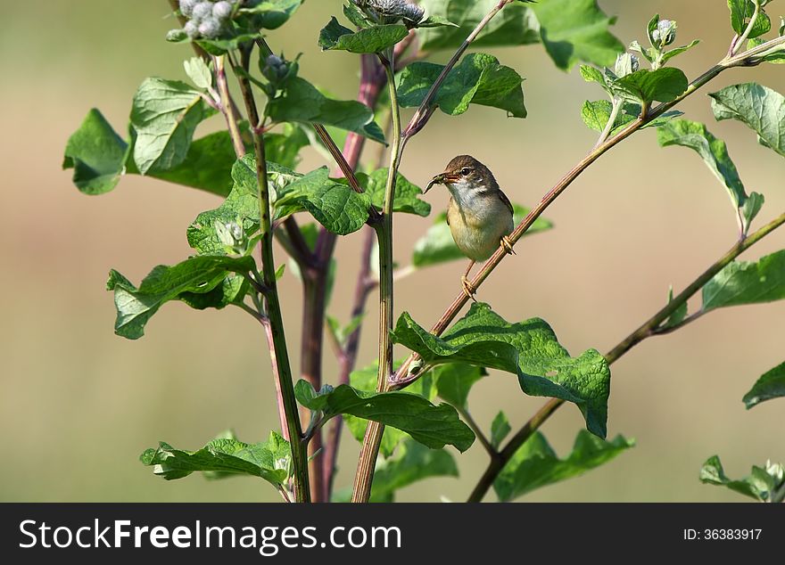 The Common Whitethroat