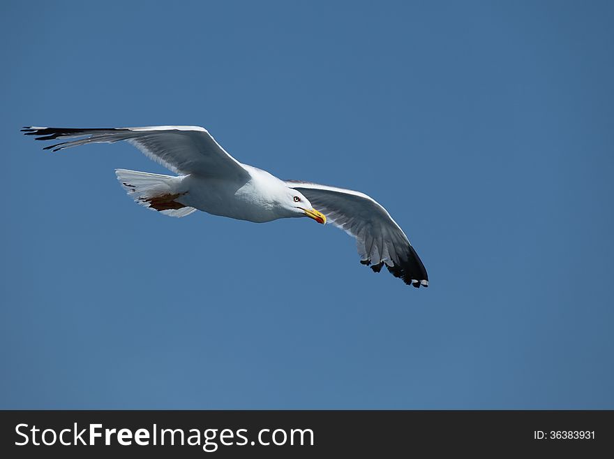 The Great Black-backed Gull, also known as the Greater Black-backed Gull or, informally, as the Black-back, is the largest member of the gull family.
