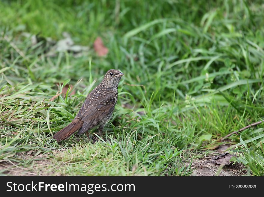 Luscinia is a genus of smallish passerine birds, containing the nightingales and relatives. Formerly classed as members of the thrush family Turdidae, they are now considered to be Old World flycatchers (Muscicapidae) of the chat subfamily (Saxicolinae). Luscinia is a genus of smallish passerine birds, containing the nightingales and relatives. Formerly classed as members of the thrush family Turdidae, they are now considered to be Old World flycatchers (Muscicapidae) of the chat subfamily (Saxicolinae).