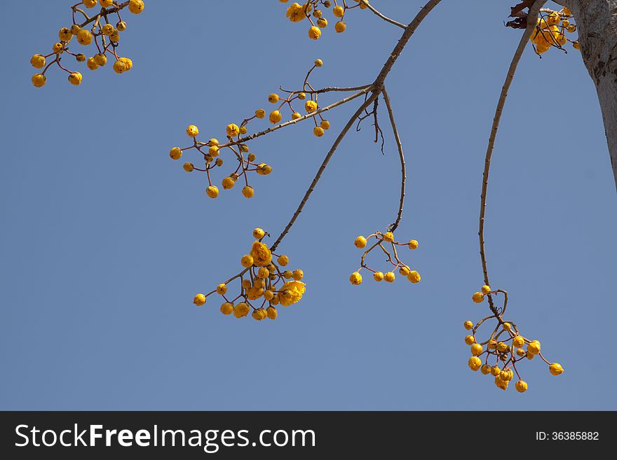Yellow flowers of Cochlospermum regium