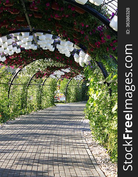 Pathway covered with plants and flowers inside Miracle garden, Dubai. Pathway covered with plants and flowers inside Miracle garden, Dubai