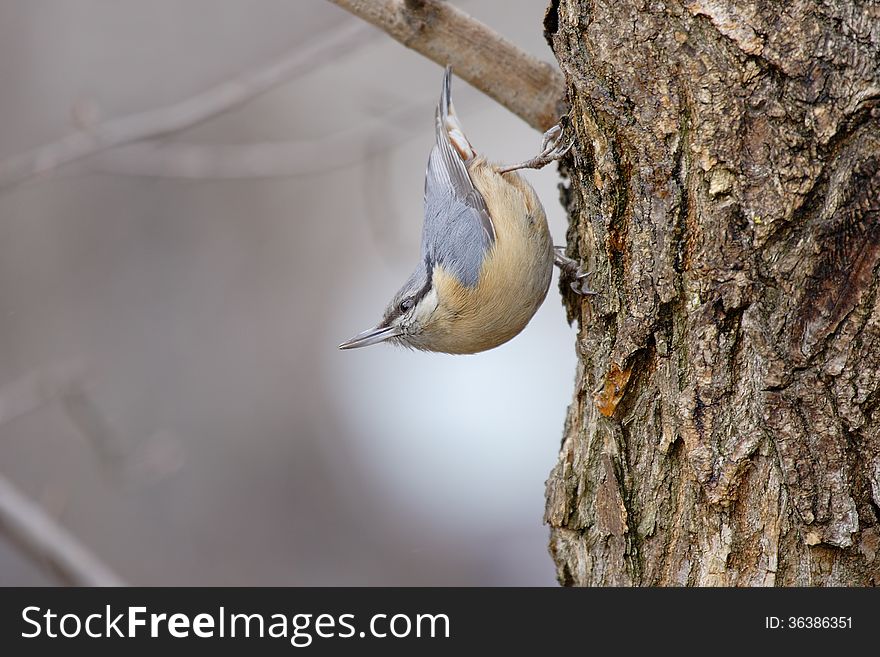 The Eurasian Nuthatch &x28;Sitta Europaea&x29;.