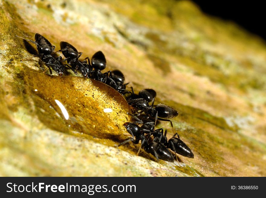 Ants gathered around a drop of water. Team work