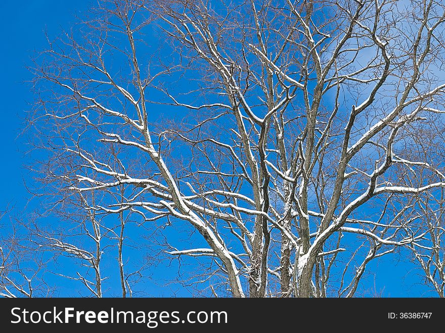 Blue sky contrasted against fresh snow on tree branches. Blue sky contrasted against fresh snow on tree branches.