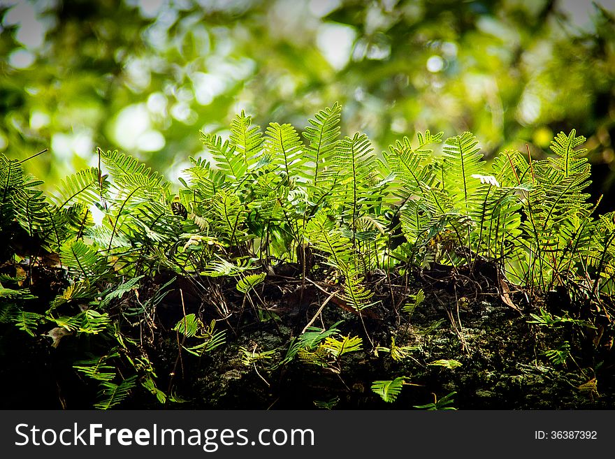 Tree limb filled with fern plants in the forest