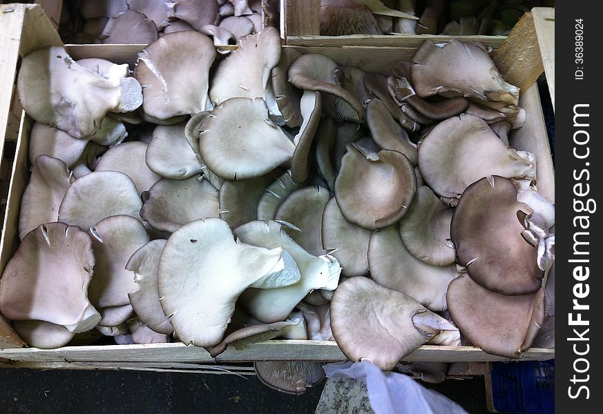 Pleurotus Mushrooms in crate