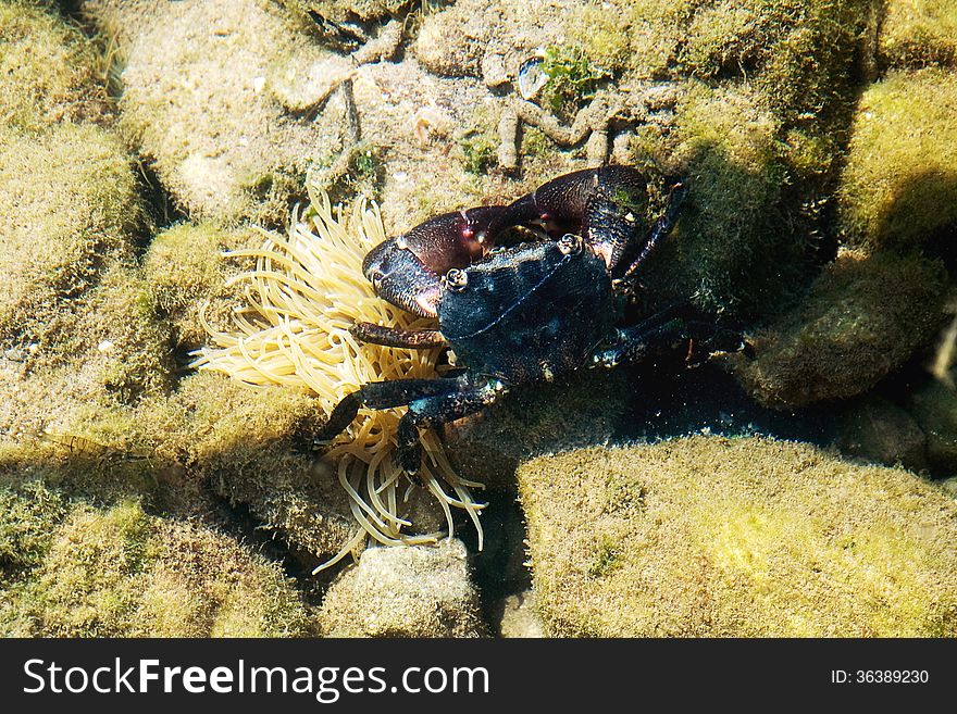 Small crab in water of the Mediterranean Sea