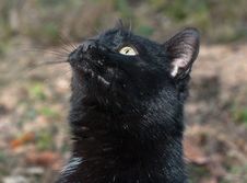Portrait Of Black Cat Stock Image Portrait Of Black Cat Stock Image