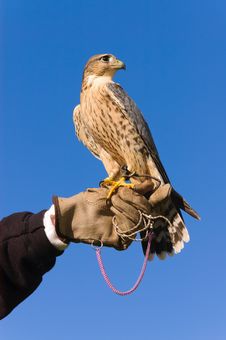 Peregrine Falcon Closeup Royalty Free Stock Images