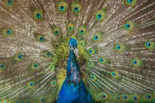 Peacock Showing Its Beautiful Feathers. Royalty Free Stock Photos