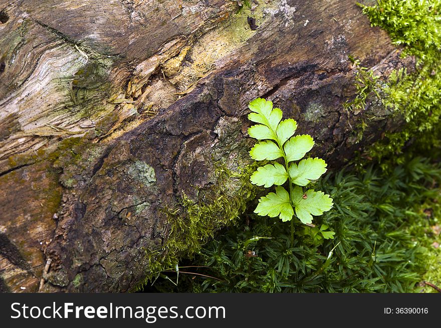 A shot of a small fern leaf in spring. A shot of a small fern leaf in spring