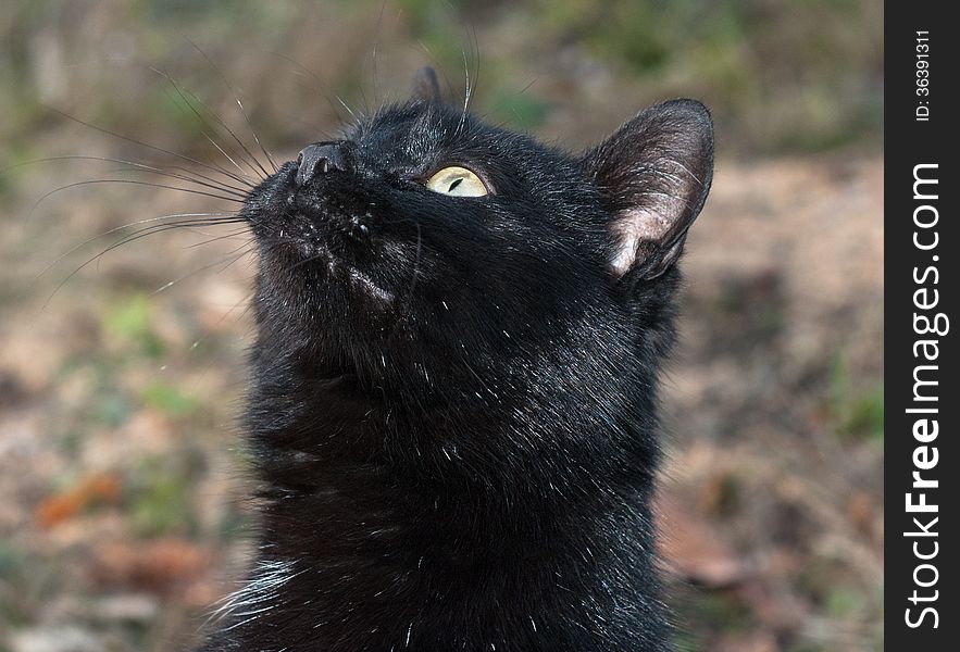 Portrait of black cat, Ukraine