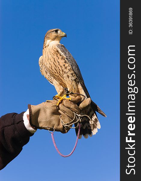 Peregrine falcon closeup