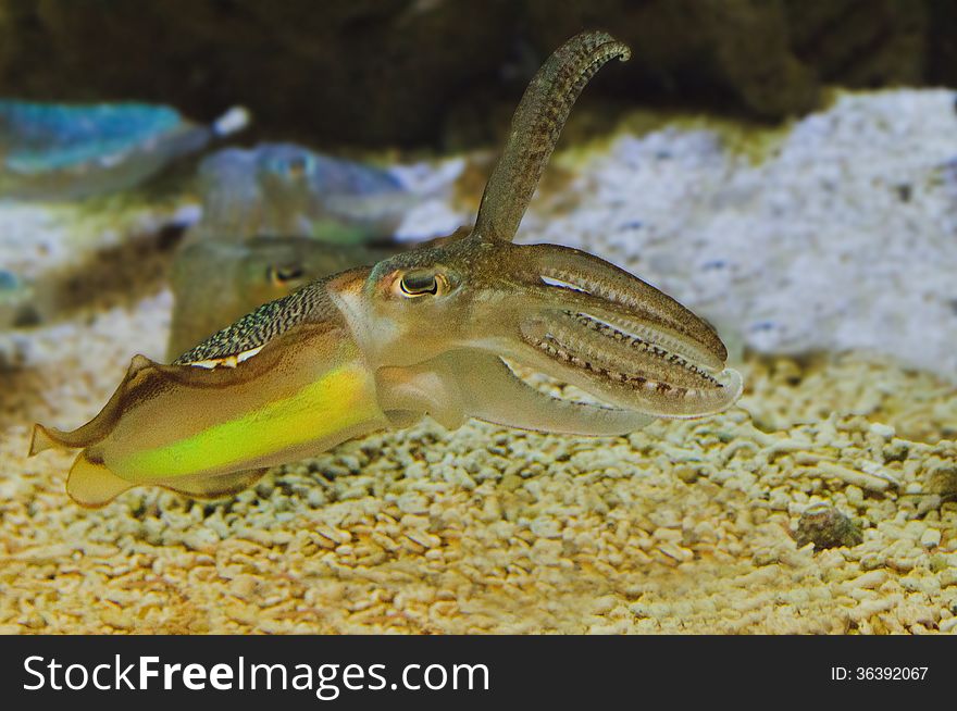 Close-up of a small Squid swimming