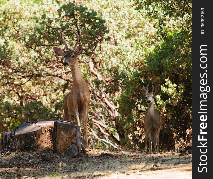 Pair of Black-tailed bucks in Northern California