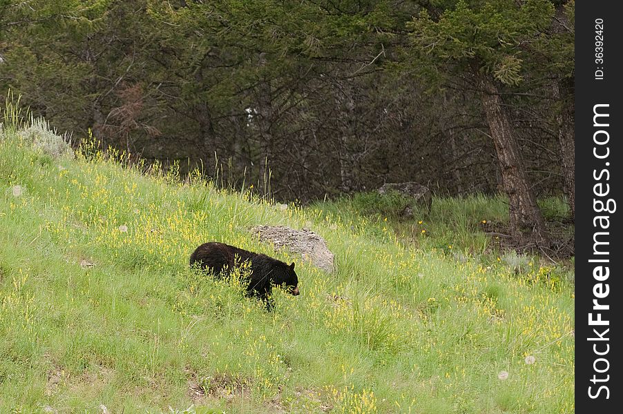 Black Bear in Yellowstone National Park