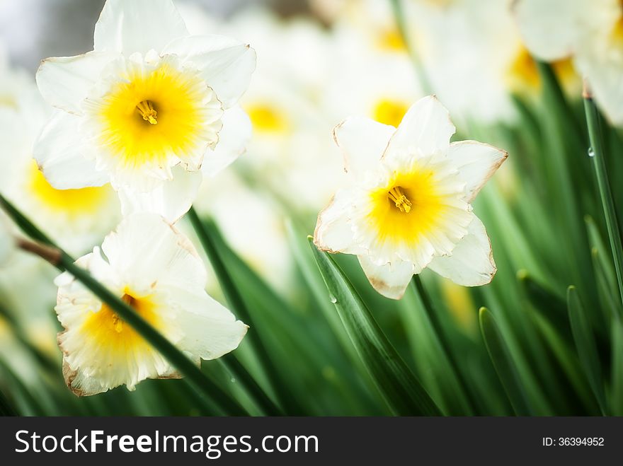 Spring flowers daffodil field background