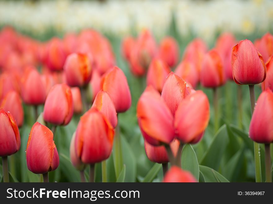 Fresh red tulips in warm sunlight