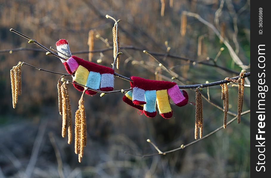 Colorful child's gloves hanging on a branch of tree with catkins, spring concept. Colorful child's gloves hanging on a branch of tree with catkins, spring concept.