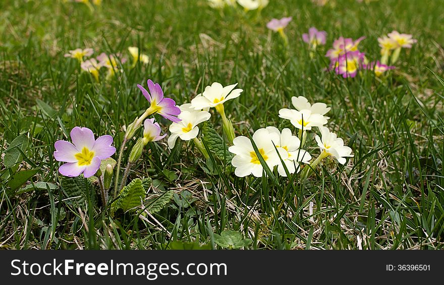 Wild primrose flowers on grass in spring.