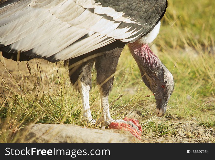 Condor eating lunch