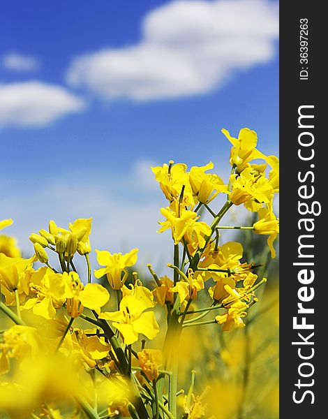 Rapeseed Flowers And Blue Sky With Clouds