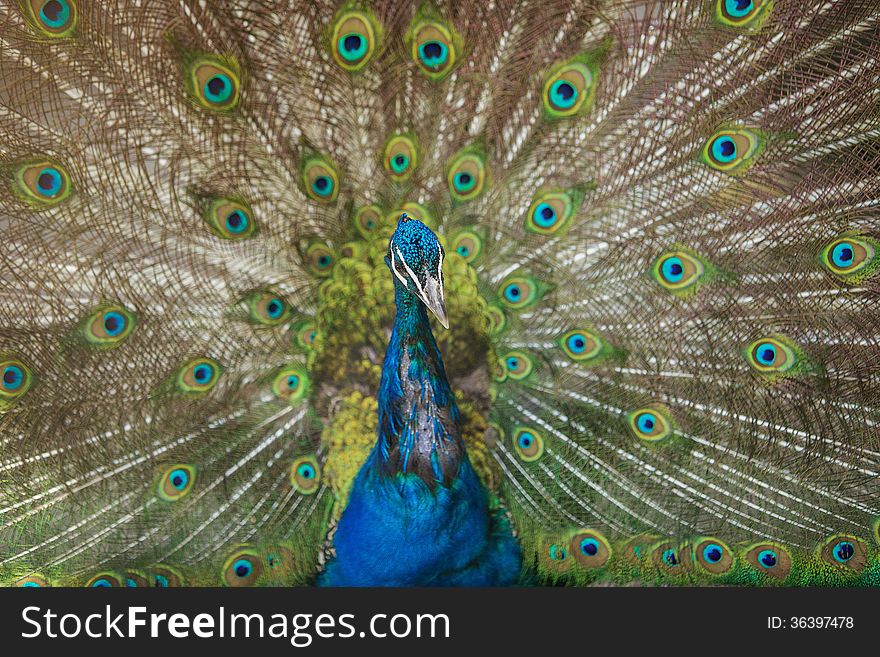 Horizontal photo of close up of peacock showing its beautiful feathers.