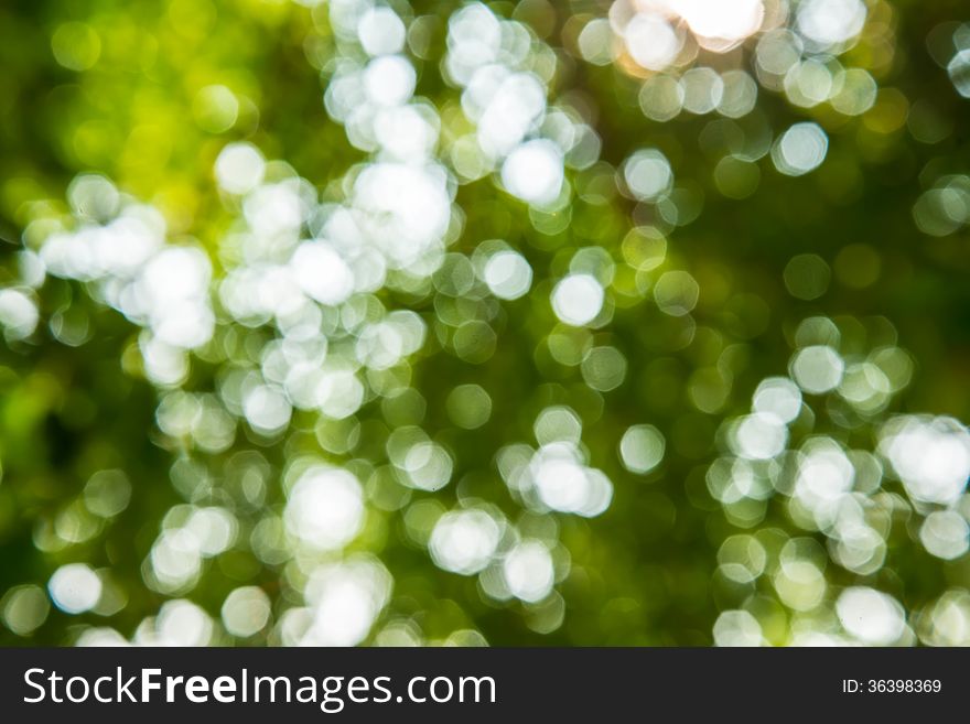 Zoom shot out of focus green tree for background. Zoom shot out of focus green tree for background.