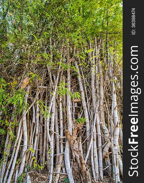 Bamboo poles in nature for background. Bamboo poles in nature for background.