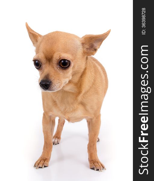 Female chihuahua dog over white