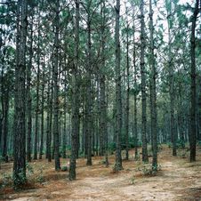 Straight Trees In Forest Stock Images Straight Trees In Forest Stock Images