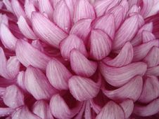 Pinkish Flower Petals Stock Photo Pinkish Flower Petals Stock Photo