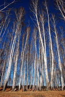 Trees In The Autumn Forest Stock Images Trees In The Autumn Forest Stock Images