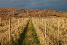 Vineyard After Harvest Royalty Free Stock Photos Vineyard After Harvest Royalty Free Stock Photos