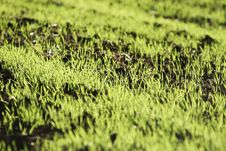 Sprouts Stock Photography Sprouts Stock Photography
