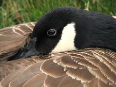 Resting Canada Goose Royalty Free Stock Images Resting Canada Goose Royalty Free Stock Images