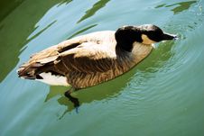 Goose Isolated Royalty Free Stock Image