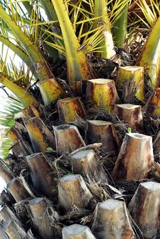 Bark Of The Palm Royalty Free Stock Images