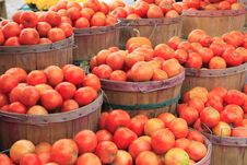 Tomatoes Royalty Free Stock Photos Tomatoes Royalty Free Stock Photos