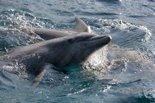 Dolfins Playing In The Ocean Stock Photos Dolfins Playing In The Ocean Stock Photos