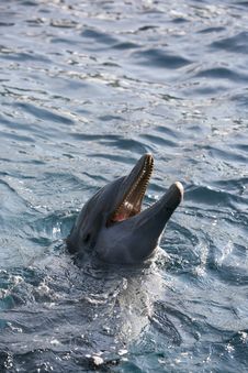 Dolfins Playing In The Ocean Stock Photos Dolfins Playing In The Ocean Stock Photos