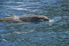 Dolfins Playing In The Ocean Stock Images Dolfins Playing In The Ocean Stock Images