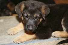 German Shepherd Puppy Stock Photography