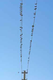 Birds Stock Images Birds Stock Images