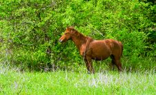 Stallion On A Woodside Stock Photos