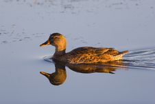 Yellow-billed Duck Royalty Free Stock Photography