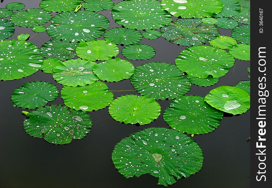 The beautiful lotus leaf and drop of water