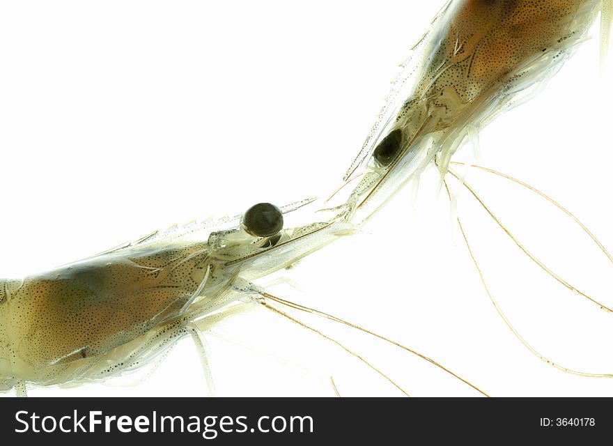 View of couple of fresh shrimps macro on white back. View of couple of fresh shrimps macro on white back